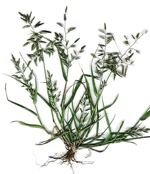 Stinkgrass reference