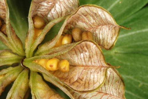 Winter Aconite reference