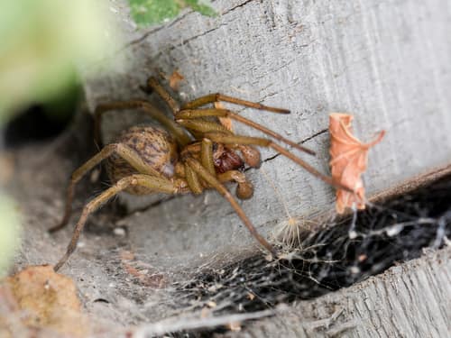 Hobo Spider reference