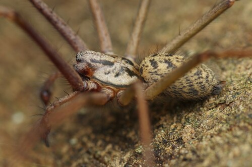Common Giant House Spider reference