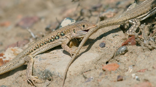 Rapid Fringe-toed Lizard reference