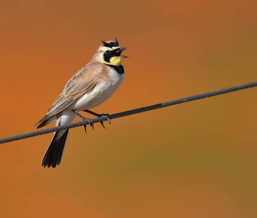 Horned Lark reference