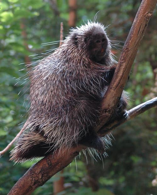 North American Porcupine reference