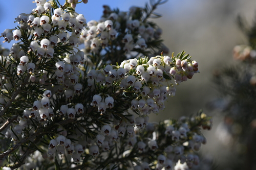 Tree Heath reference