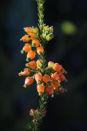 Lantern Heath reference