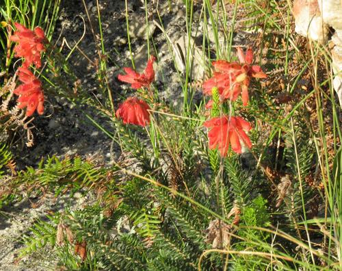 Orange River Heath reference