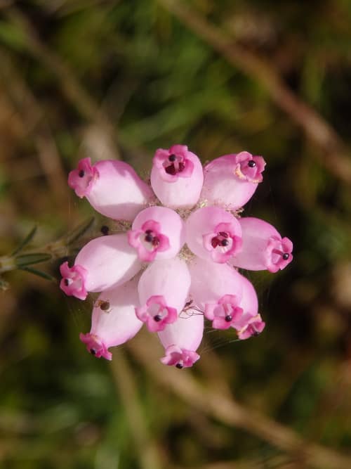 Cross-leaved Heath reference