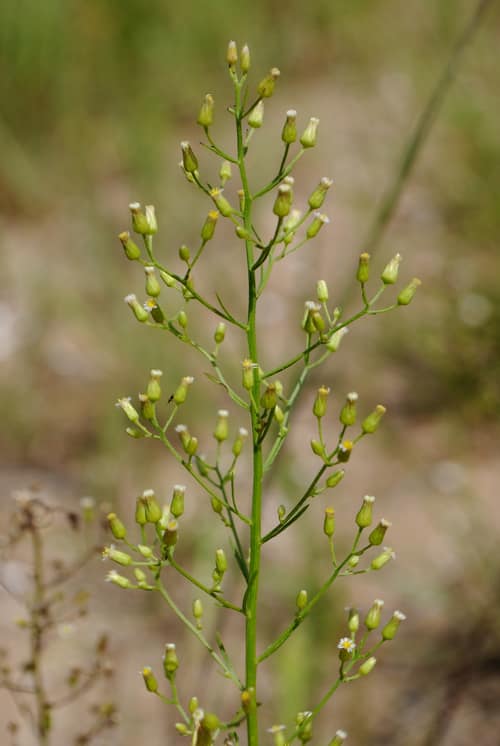 Canadian Horseweed reference