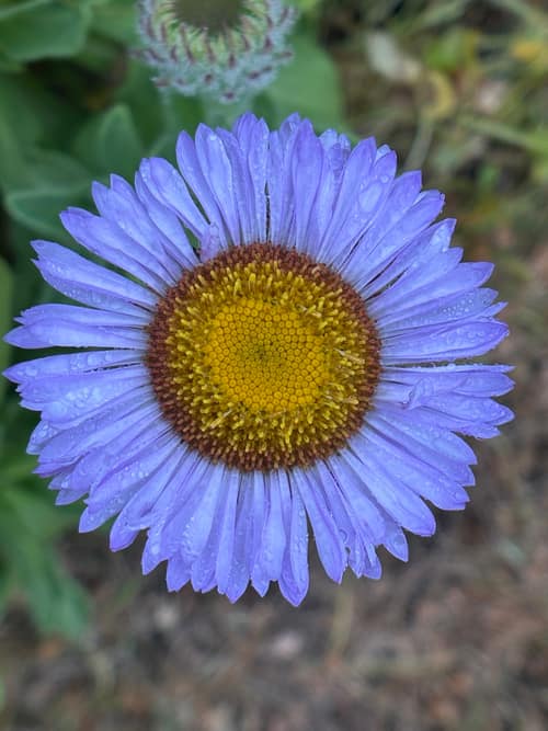 Seaside Daisy reference