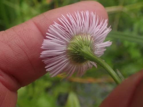 Philadelphia Fleabane reference