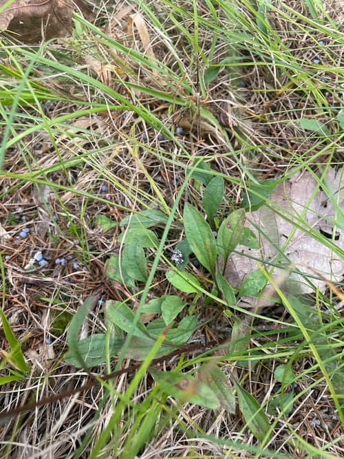 Prairie Fleabane reference
