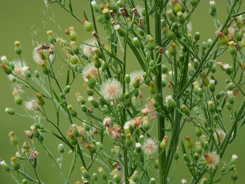 Sumatran Fleabane reference
