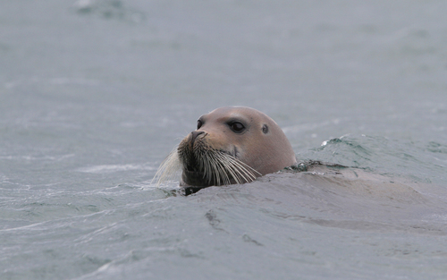 Bearded Seal reference