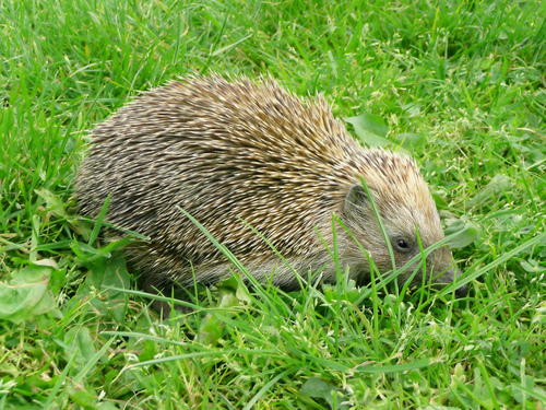 Southern White-Breasted Hedgehog reference