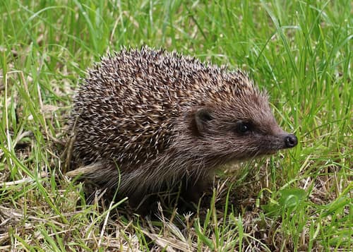 Northern White-Breasted Hedgehog reference