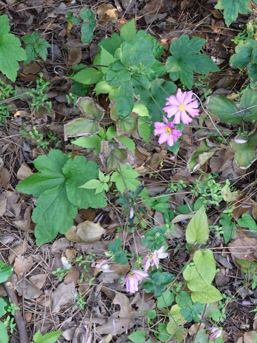 Hubei Anemone reference