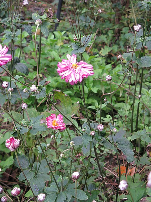 Japanese Anemone Hybrid reference