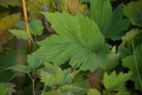 Japanese Anemone reference