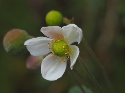 Grape-leaved Anemone reference
