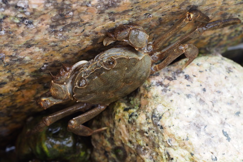 Japanese Mitten Crab reference