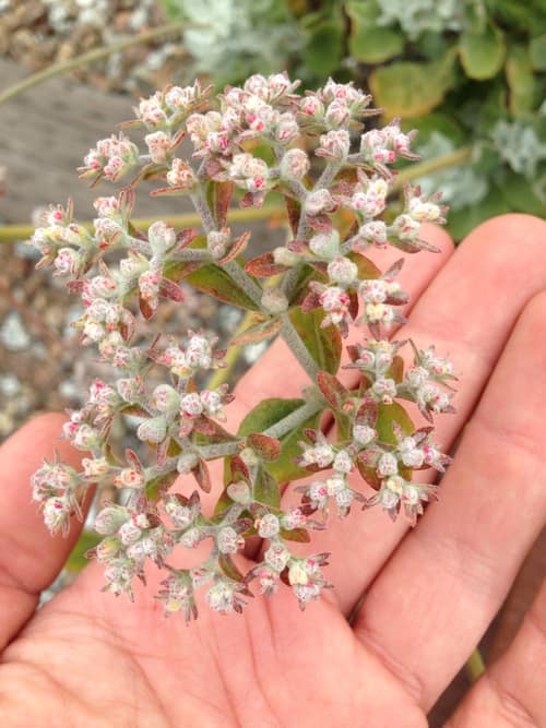 St. Catherine's Lace reference