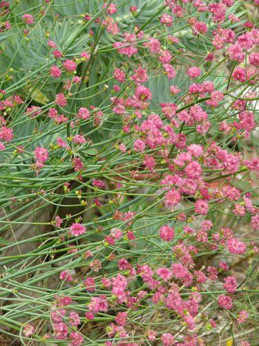 Red Buckwheat reference