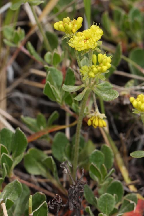 Sulphur-flower Buckwheat reference
