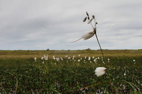 Common Cottongrass reference