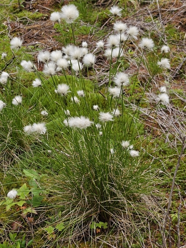 Hare's-tail Cottongrass reference