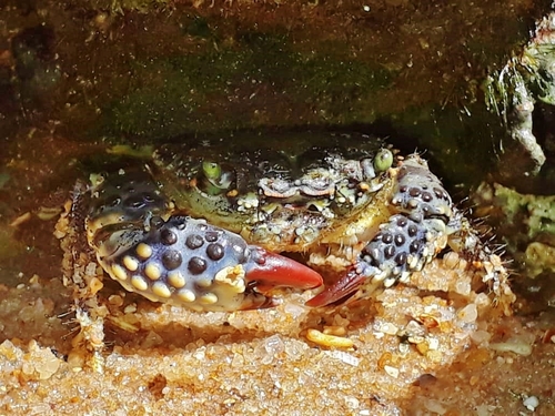 Red-eyed Crab reference