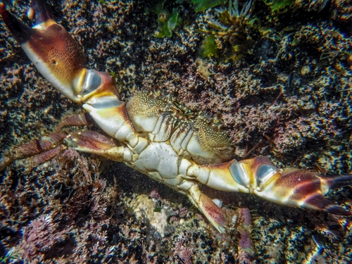 Warty Crab reference