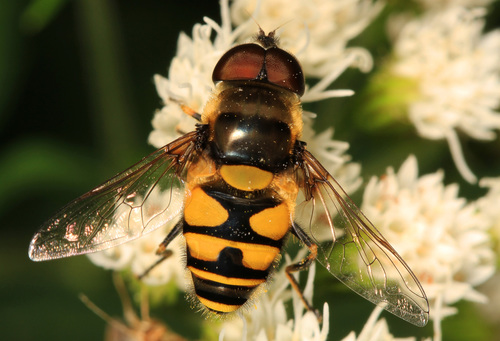 Transverse-banded Drone Fly reference