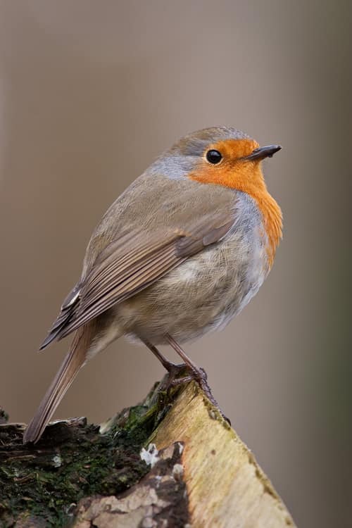 European Robin reference
