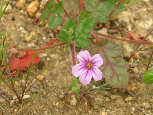 Broadleaf Filaree reference