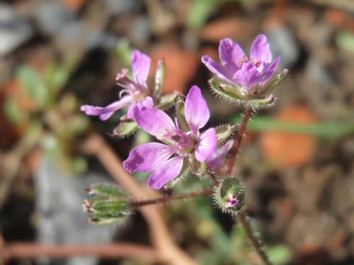 Redstem Storksbill reference