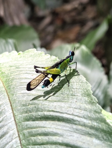 Bornean Monkey Grasshopper reference