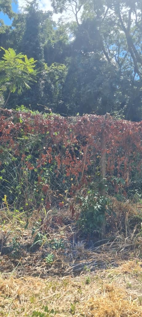 Fire Blight Bacterium reference