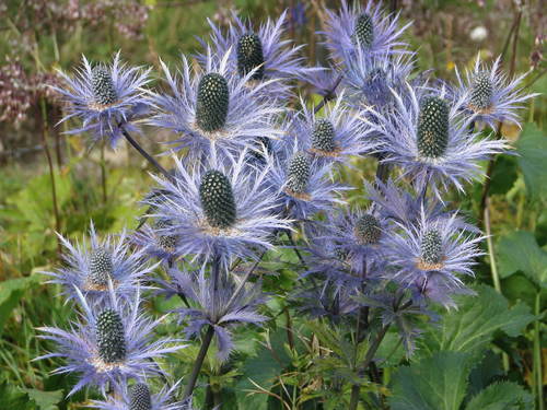 Alpine Eryngo reference