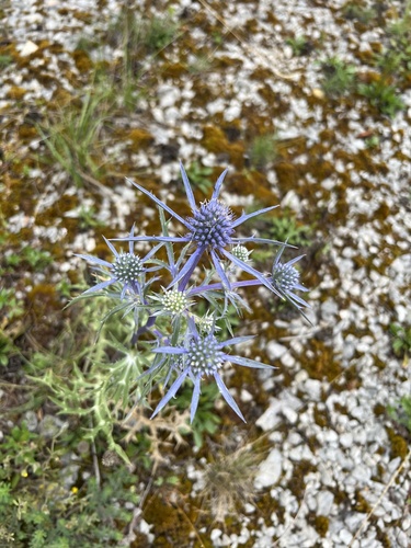 Amethyst Sea Holly reference