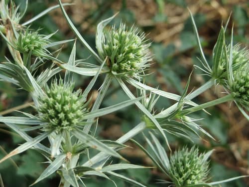 Field Eryngo reference