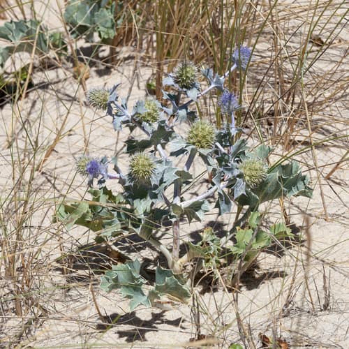 Sea Holly reference
