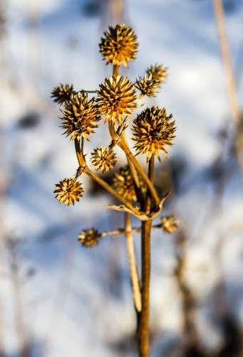 Rattlesnake Master reference