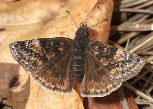 Wild Indigo Duskywing reference