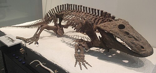 Eryops reference