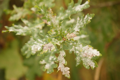 Oak Mildew reference