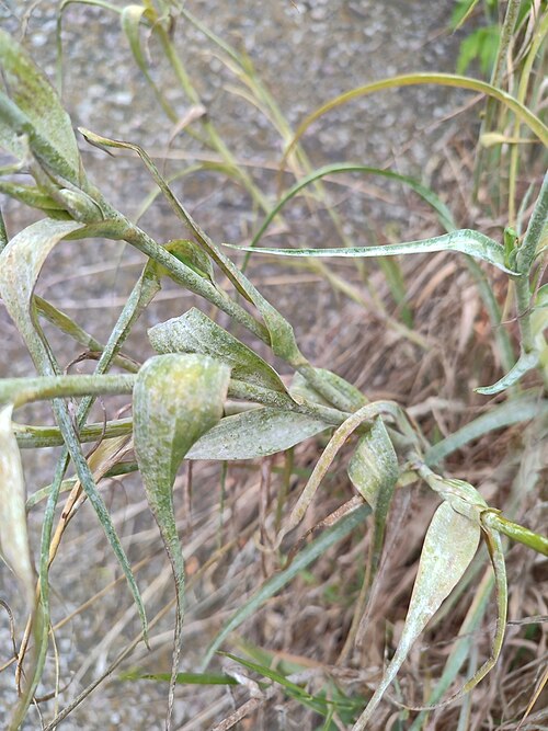 Powdery Mildew reference