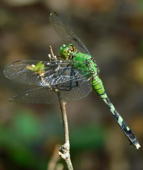 Eastern Pondhawk reference
