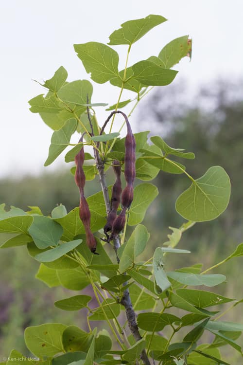 Coral Bean reference