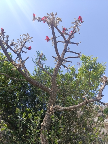 Broad-leaved Coral Tree reference
