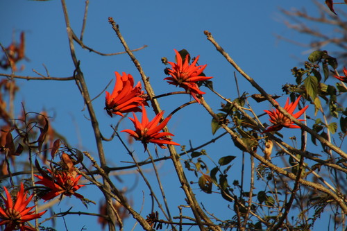 Common Coral Tree reference